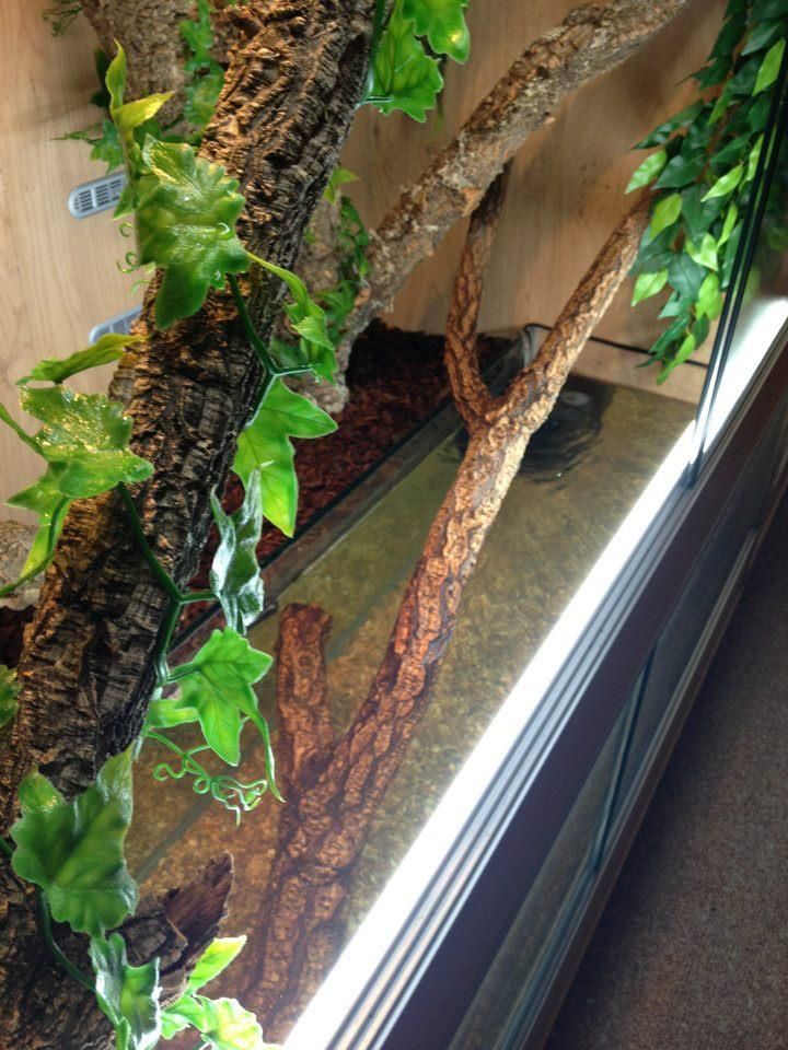 NEW Chinese Water Dragon vivarium (pic heavy) Reptile Forums